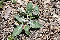Centaurea jordaniana